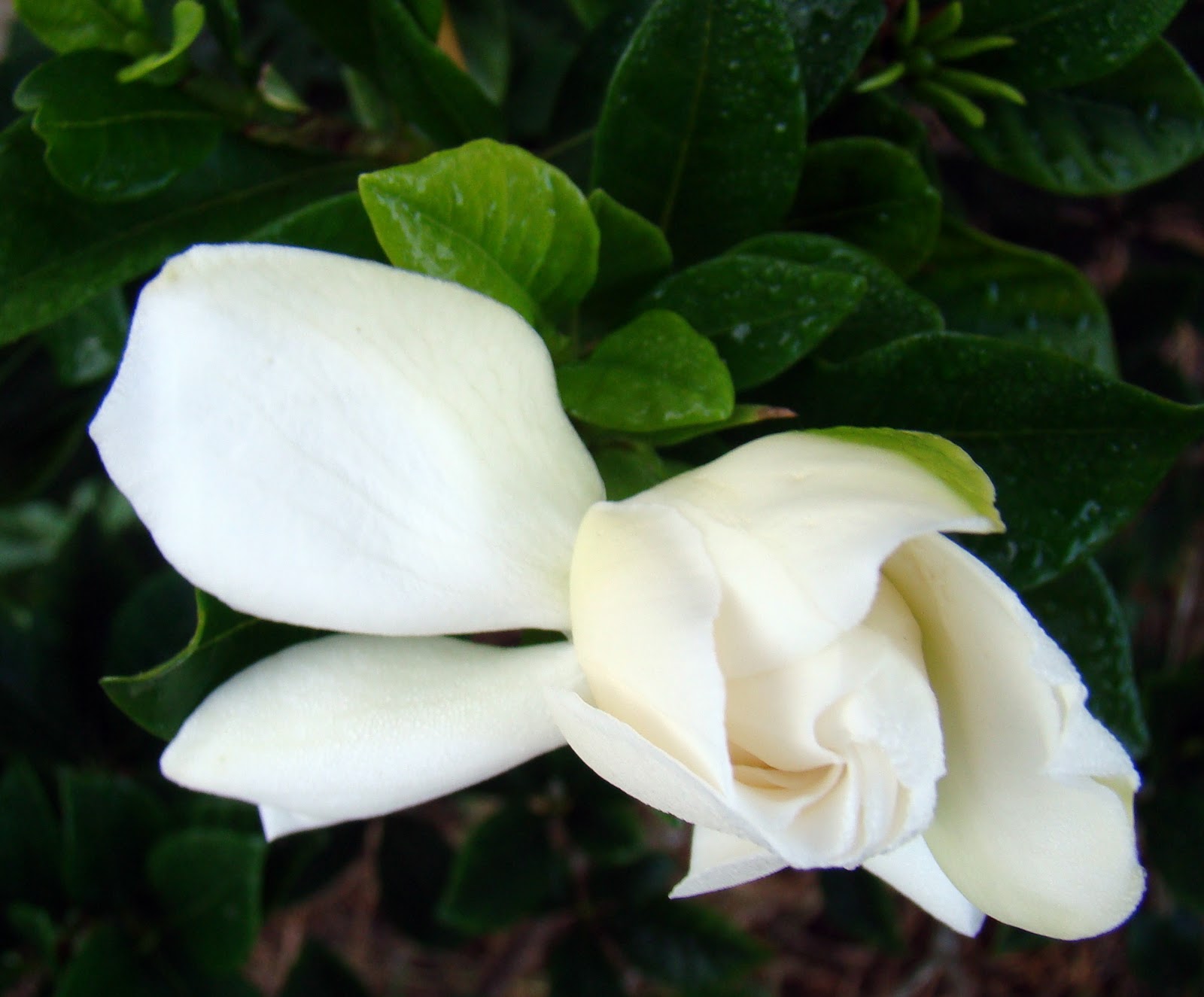 Pine Island, Florida Gardenias blooming in January on Pine Island