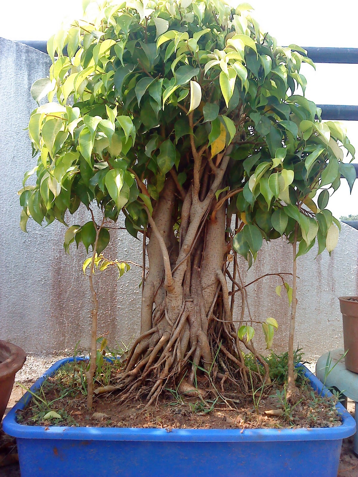 bonsai banyan