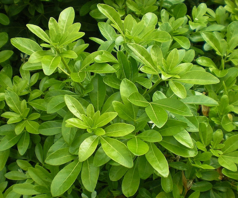 Gwenfar S Garden And Other Musings Sheffield Botanical Gardens