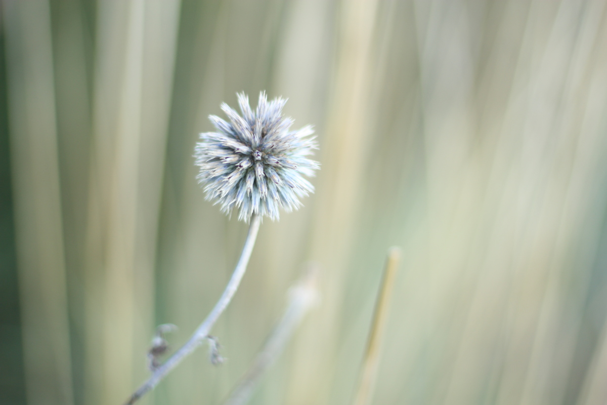 GREY LEMON Autumn Colors Week Grey