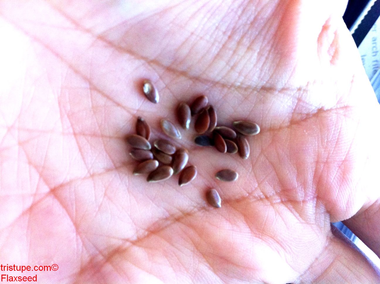 The Flaxseed Connection