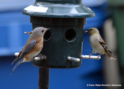bluebird and goldfinch at feeder