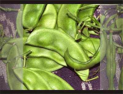 Kacang kratok / Roay
