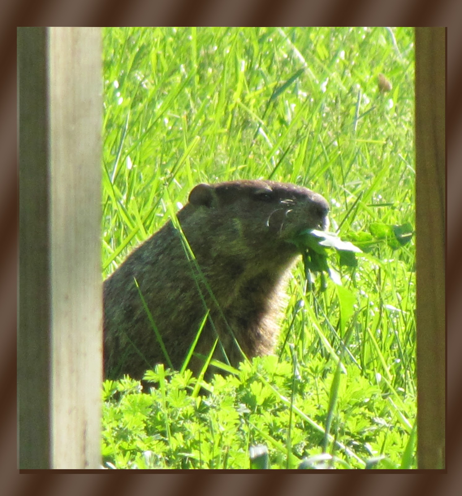 Mary's Be a GoodDog Blog Woodchuck, groundhog, whistlepig oh my