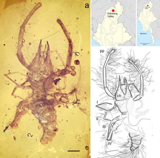 Species New to Science: [Paleontology • 2015] Cushingia ellenbergeri • A Camel  Spider from Cretaceous Burmese Amber