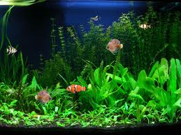 watery desktop 3d terbaru v.3.3.5.0 watery desktop 3d terbaru v.3.3.5.0