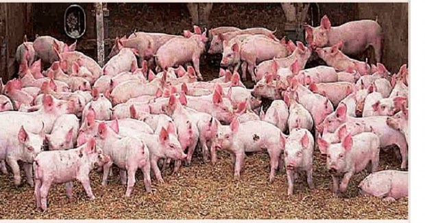 how to make money in pig farming