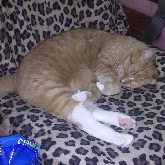 Wayward Pussy Wednesday Series