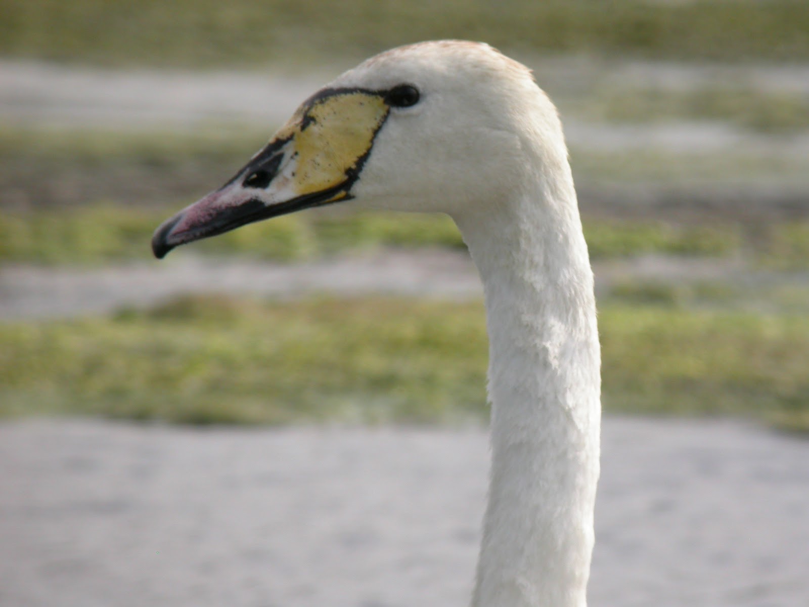 Mute Swan x Whooper Swan Hybrids Pinterest Mute Swan and Swans