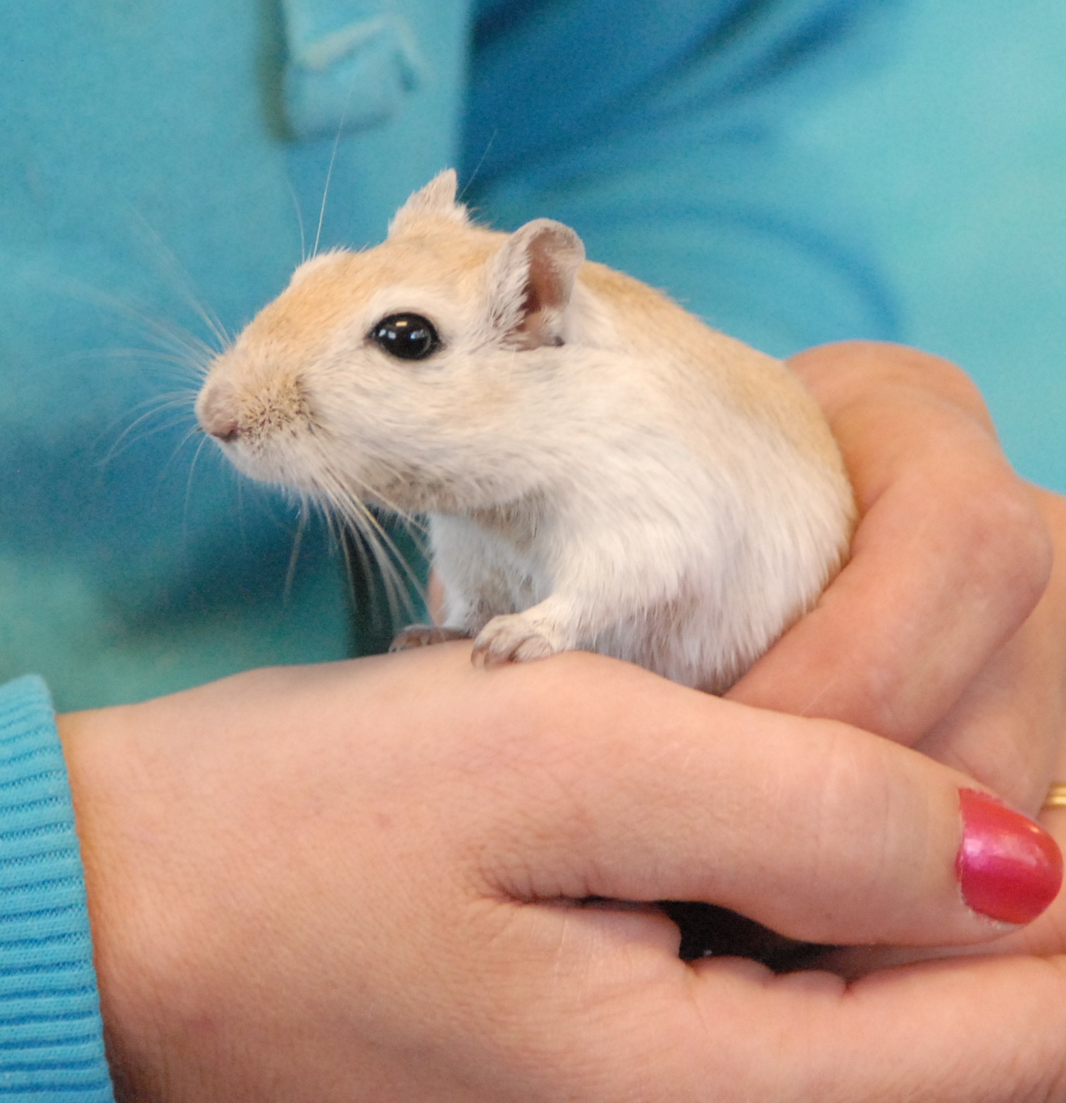 Four adorable gerbils ready to superstars in loving homes.