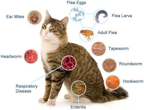 Principais doenças de gatos
