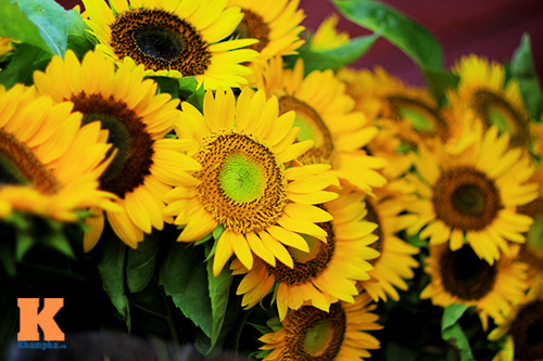 [Image: nho-mua-hoa-huong-duong-vao-he-5.jpg]