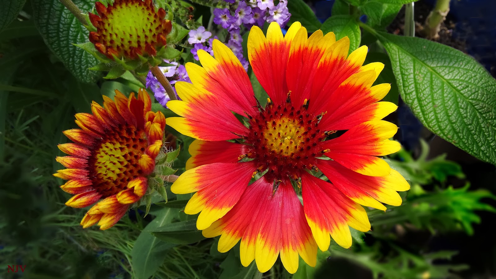 Future Plants By Randy Stewart Climbing Hydrangeas