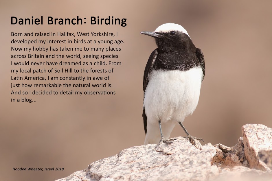 Daniel Branch: Birding