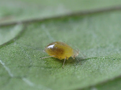 Larva growing inside immobilized aphid