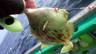 カワハギ 東京湾 吉野屋