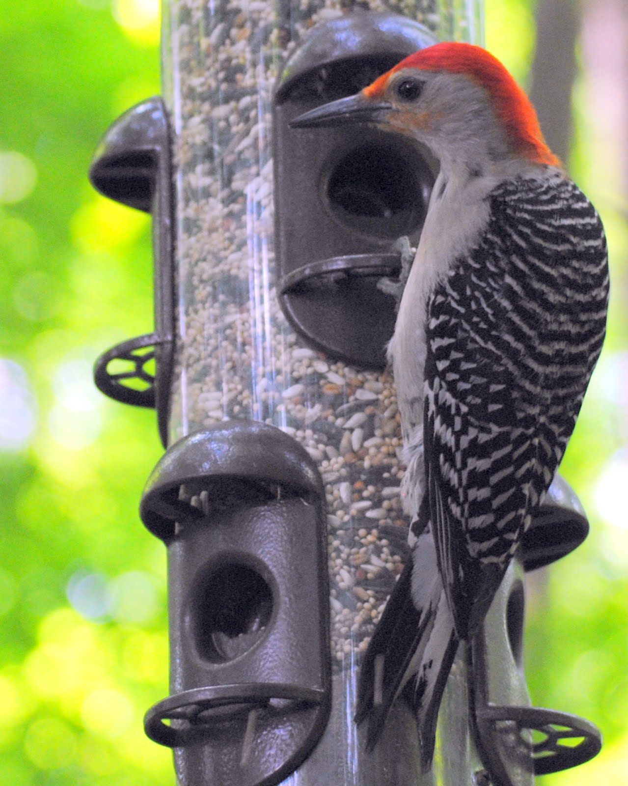 Woodpecker at our Campsite