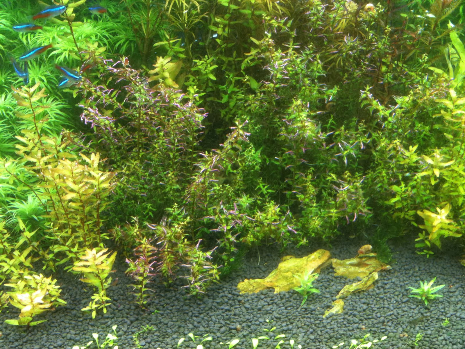 Rotala Sp