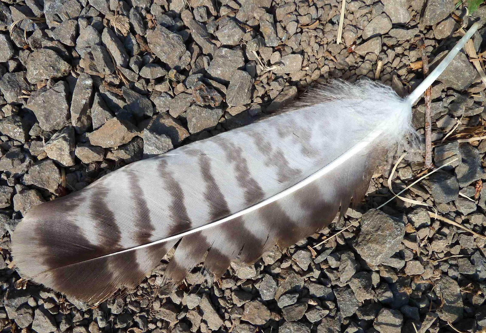 Boulderneigh: Flowers and a feather Boulderneigh: Flowers and a feather