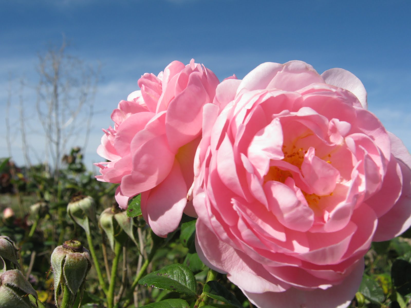 "Eurimbla" Roses What's blooming in December.