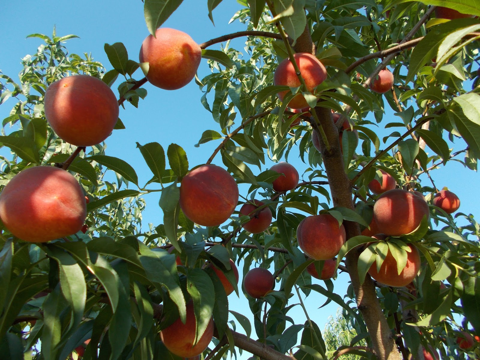 Brenda's Berries & Orchards Many Peaches for Sale Now Until Aug. 31