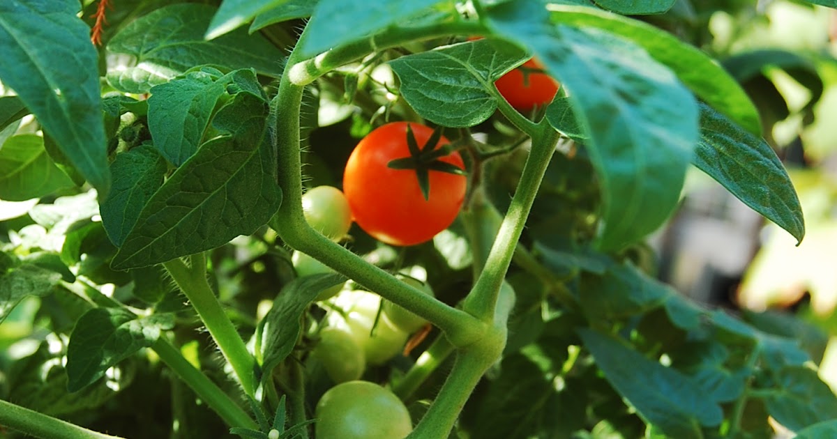 Urban SelfSufficientist Perennial Tomatoes?!?!