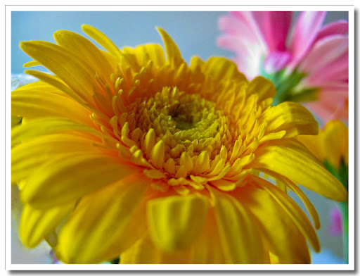 Gerbera