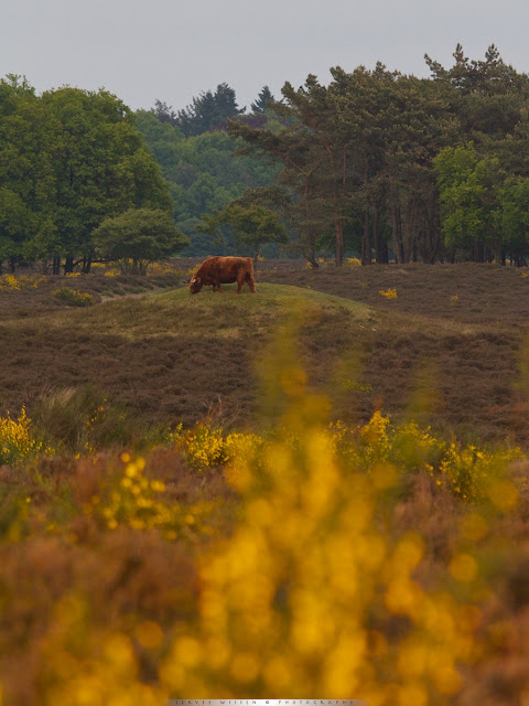 Schotse Hooglander op grafheuvel uit de Bronstijd tussen bloeiende Brem - Scottish Highlander on a burial mound from the Bronze age between flowering Broom