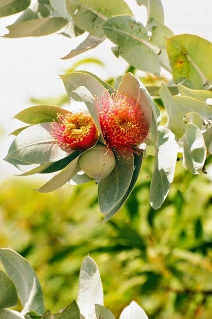 Mottlecah - Eucalyptus macrocarpa 034