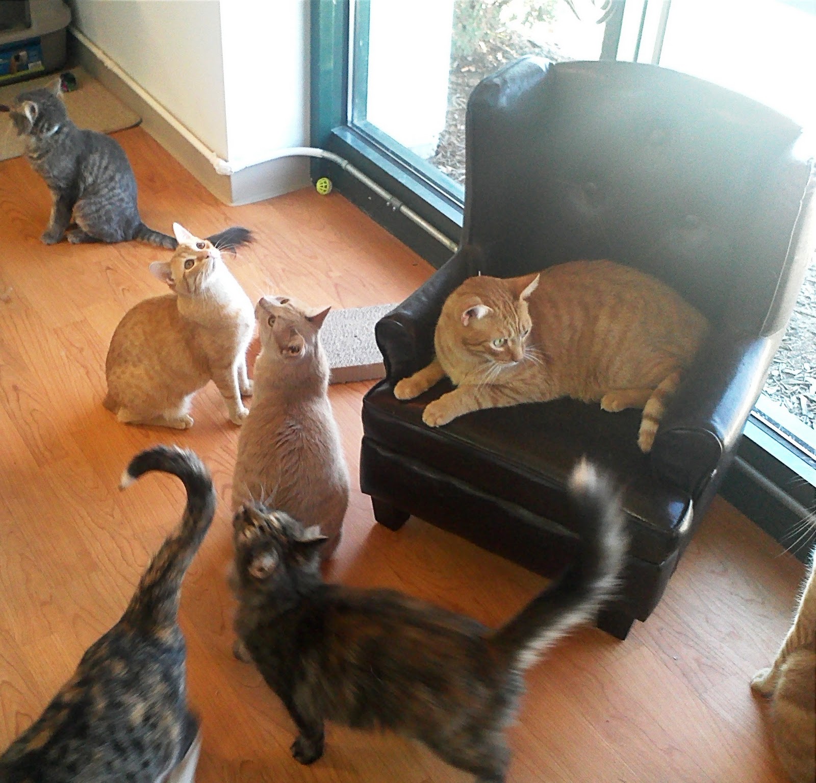 Cat Chat With Caren And Cody Pet Supplies Plus Launches Kitty City