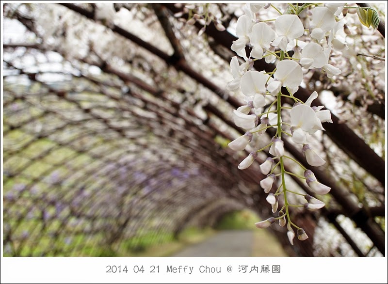 夢 遊 世 界 日本九州親子遊 河內藤園