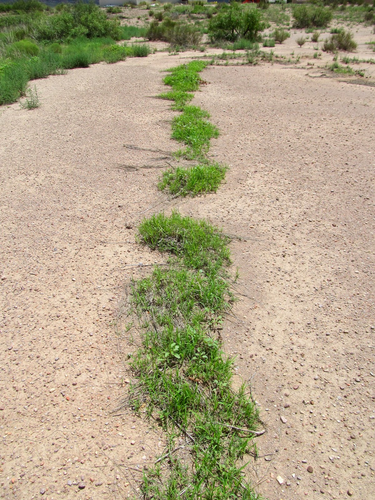Blogging from the Boot Heel New Mexico Rangeland Restoration