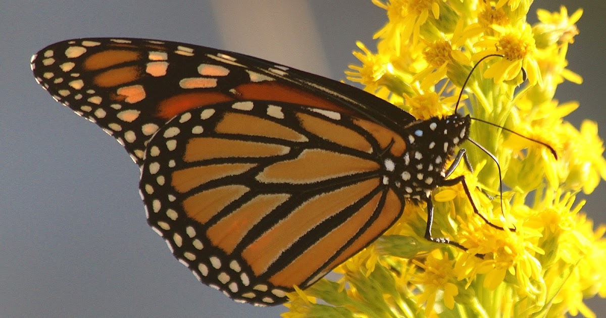 Nature on the Edge of New York City A Butterfly Day Along Lower New