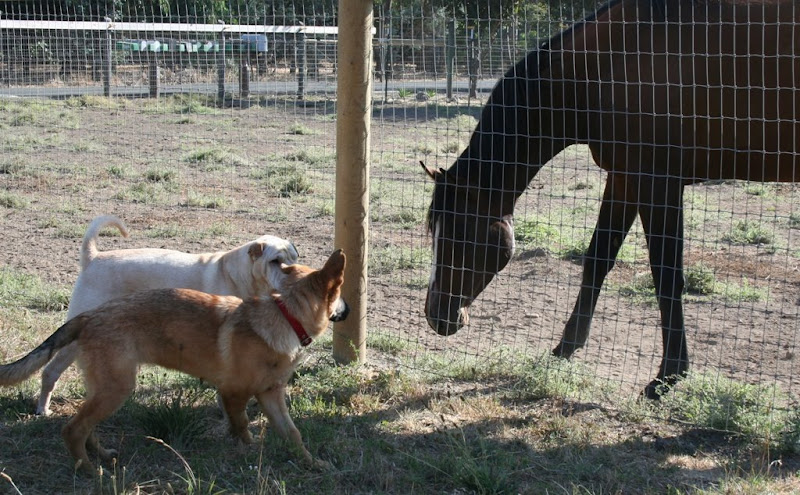 kira and the shar pei standing on the other side of the fence from a large brown racehorse