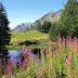 free spring wallpaper | spring backgrounds | hd spring wallpaper | pictures of spring | Beauty of spring | spring desktop wallpapers