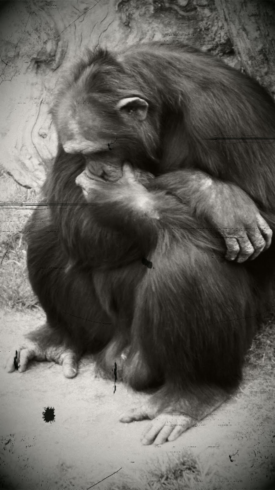 2 Articles & a Monkey in the Middle D Magazine