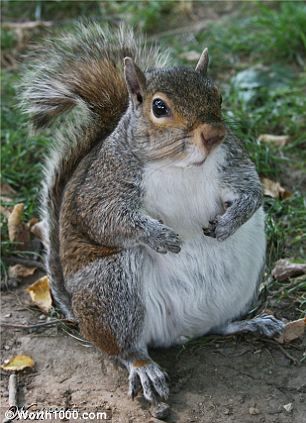 Hewan-hewan Yang Mengalami Obesitas [ www.BlogApaAja.com ]