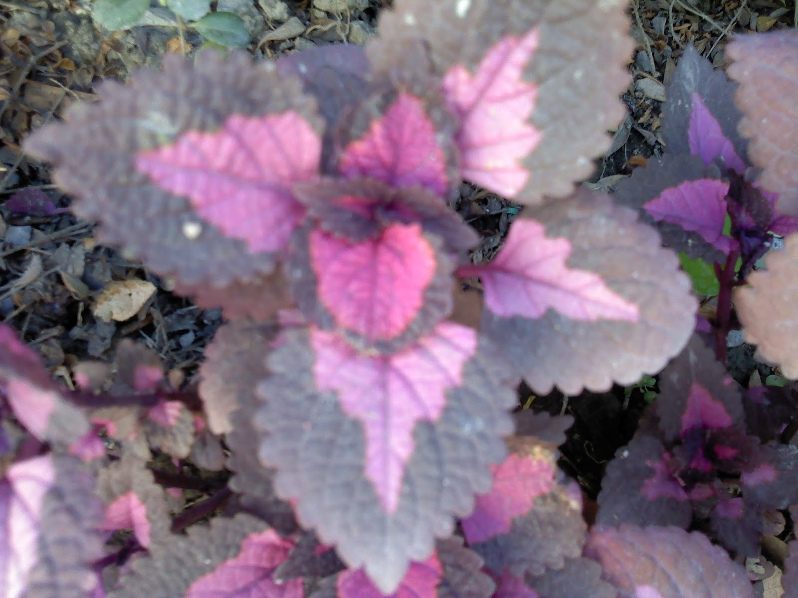 HERBAL MEDICINE Health Benefits of Mayana