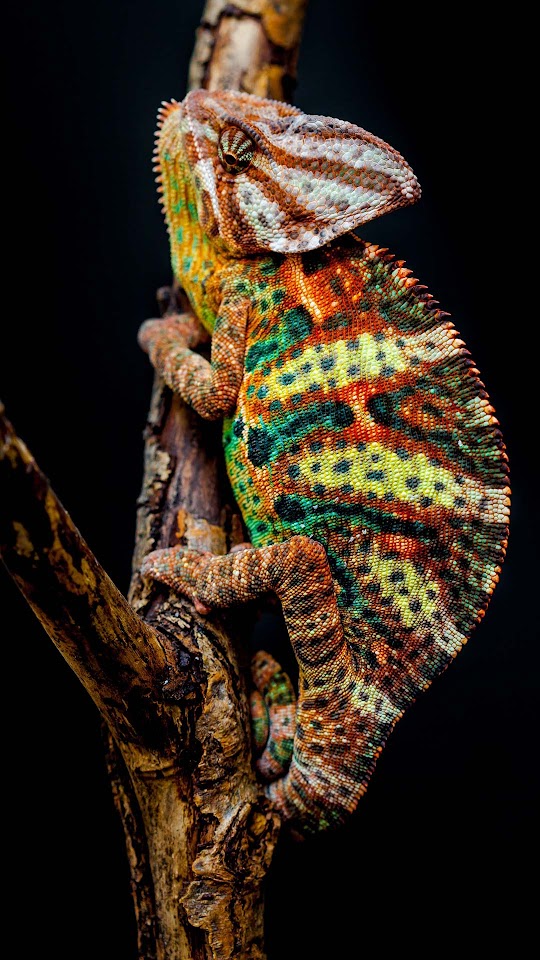 Colorful Chameleon Close Up  Android Best Wallpaper