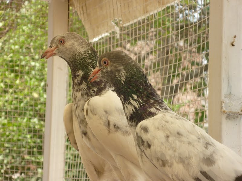 Kabootar Pigeons Tipplers: Golden Pigeons (Kabootar) Pictures ...