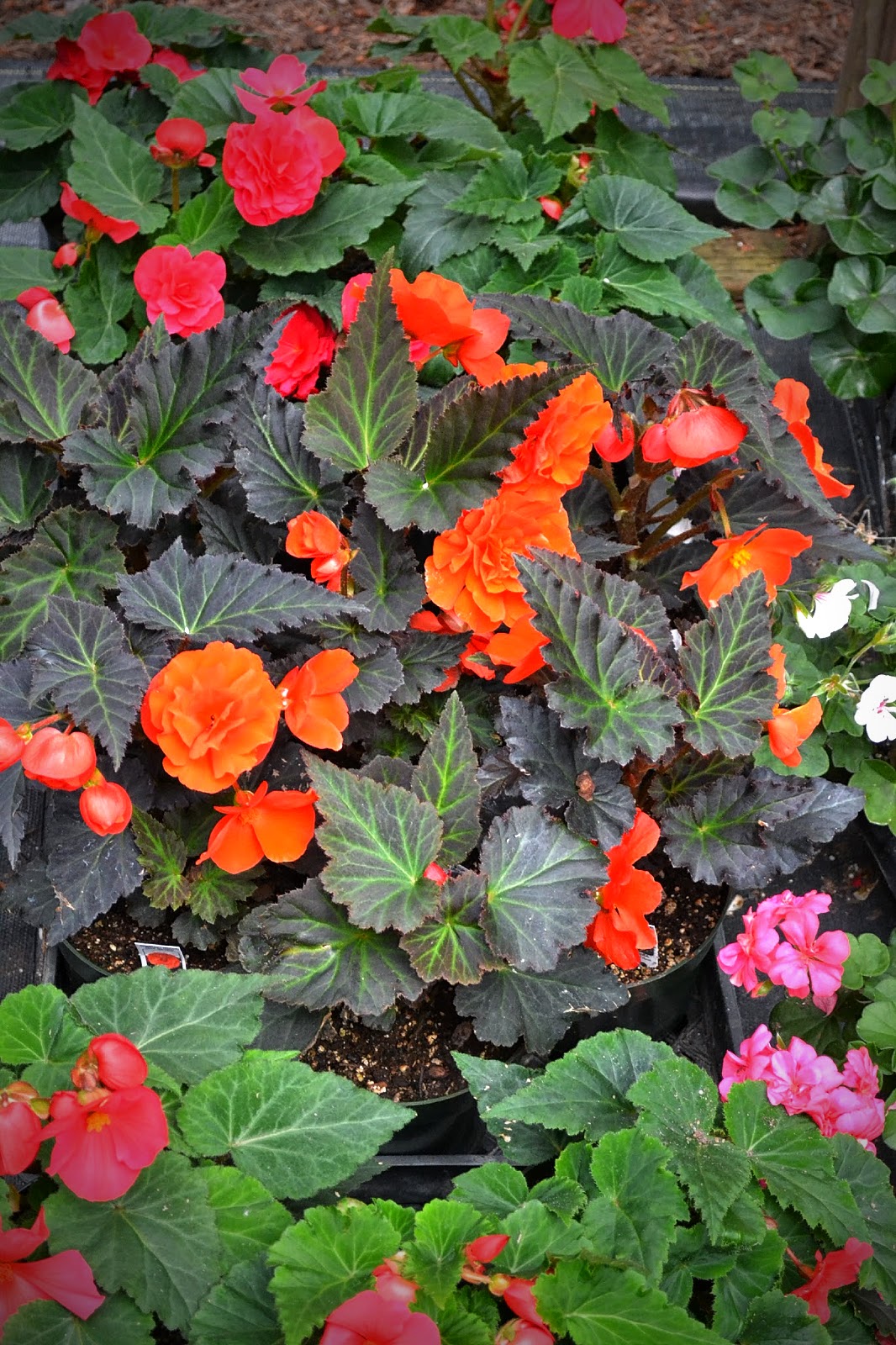 Container Gardening 2014