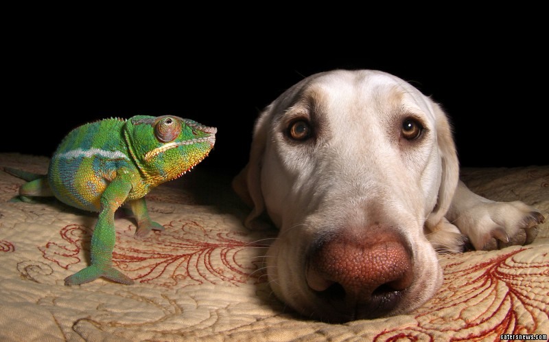 White Wolf : Meet the Labrador and chameleon who make the unlikeliest