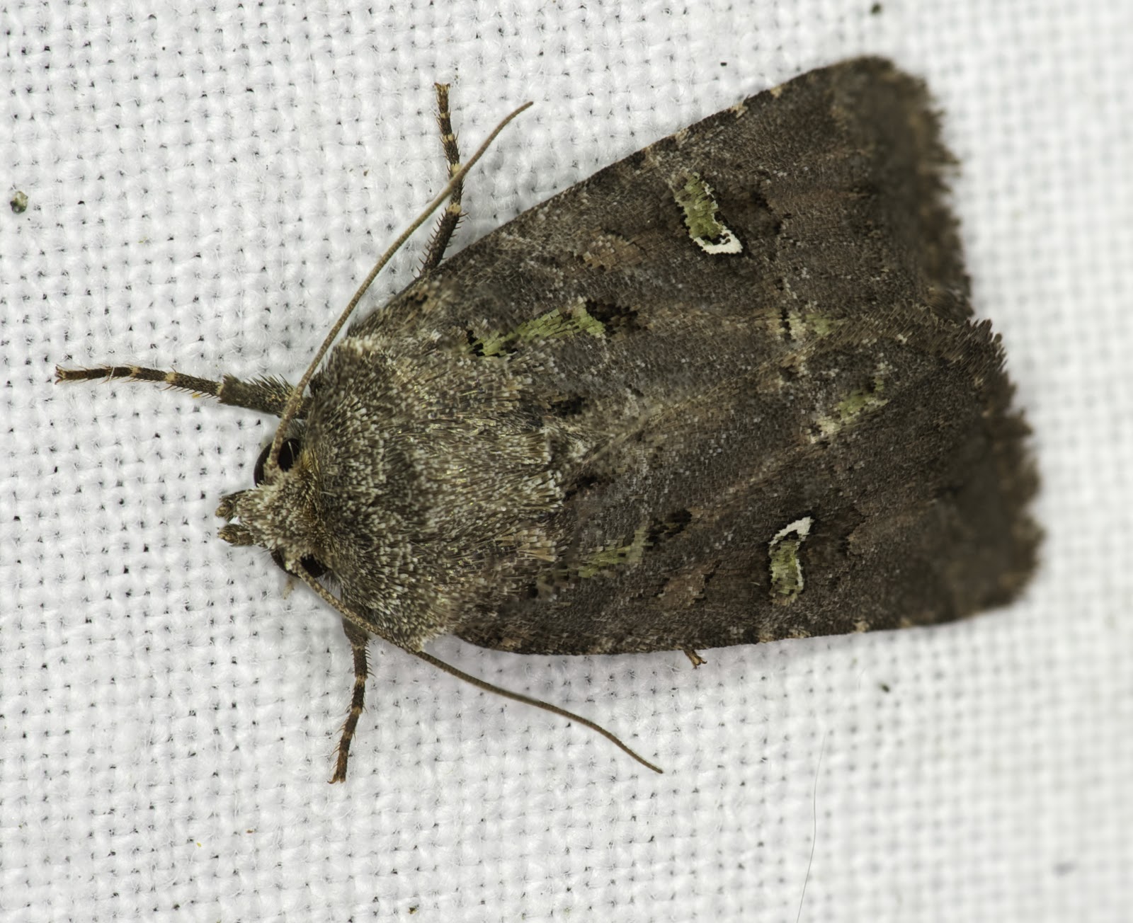 download cutworm moths download cutworm moths