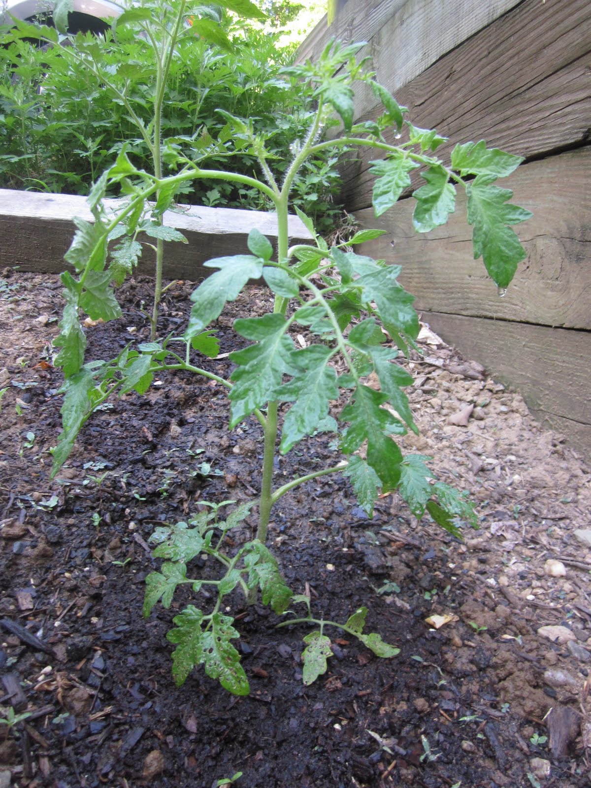 Chic meets Healthy How Does Your Garden Grow