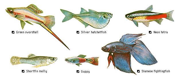 aquaticszone list of freshwater