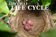 A LIFE CYCLE