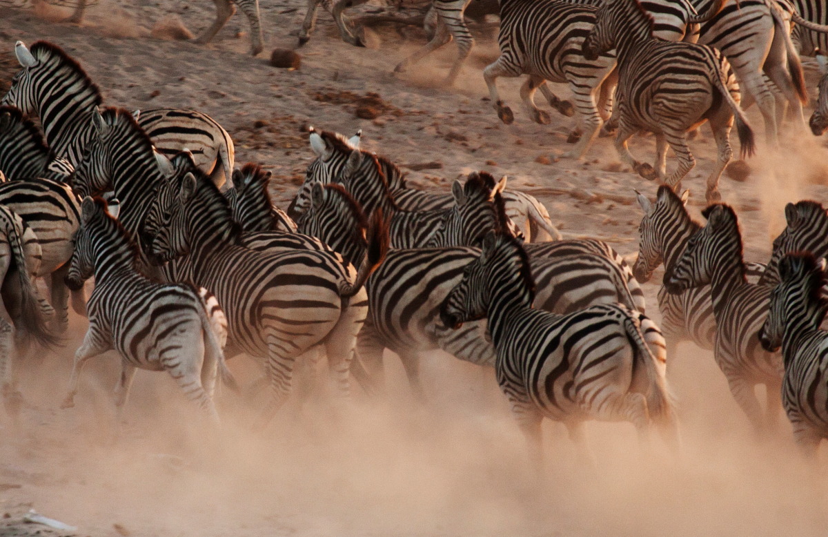لماذا تهاجر الحيوانات ؟  Zebra+migration+the+top+ten+most+dangerous+animals+inthe+world+beautiful+dangerous+animal+sof+the+african+savannah