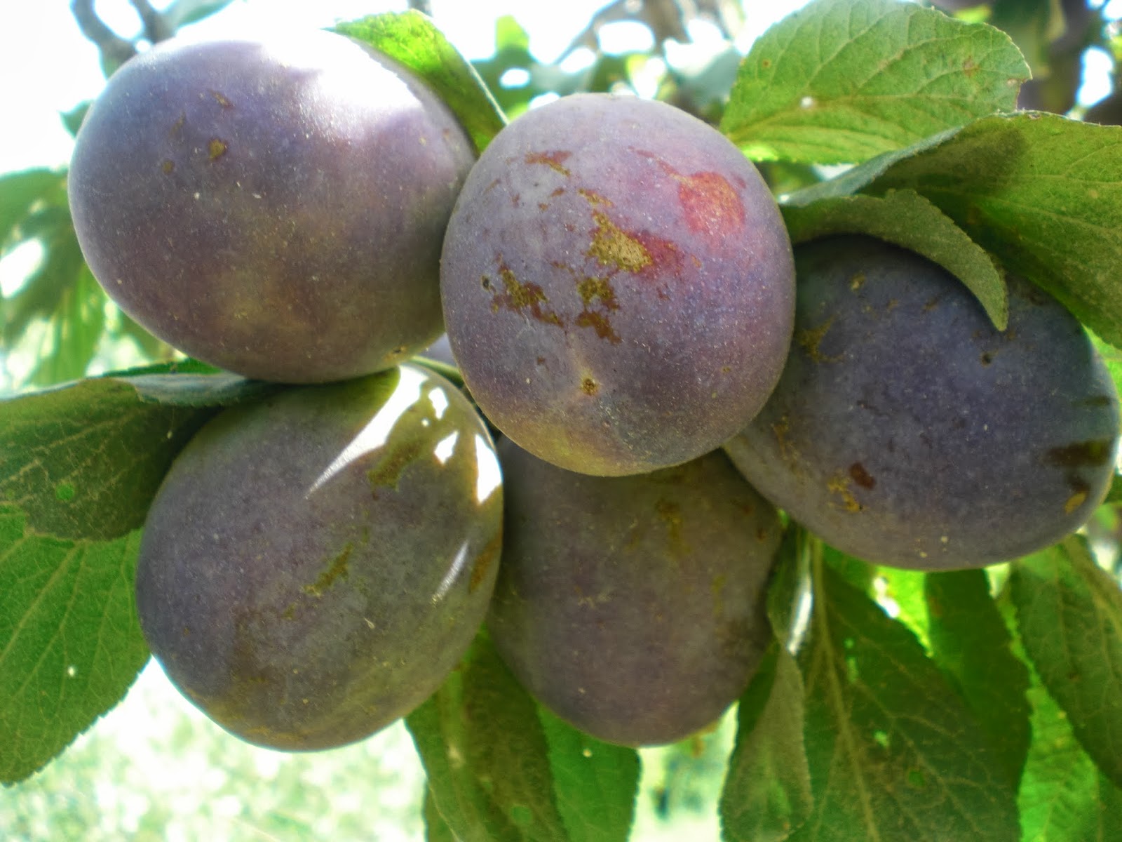 Perfumes y luces de Extremadura: Mis otras ciruelas negras. Mis frutas.