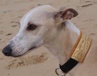 forum rencontre canine