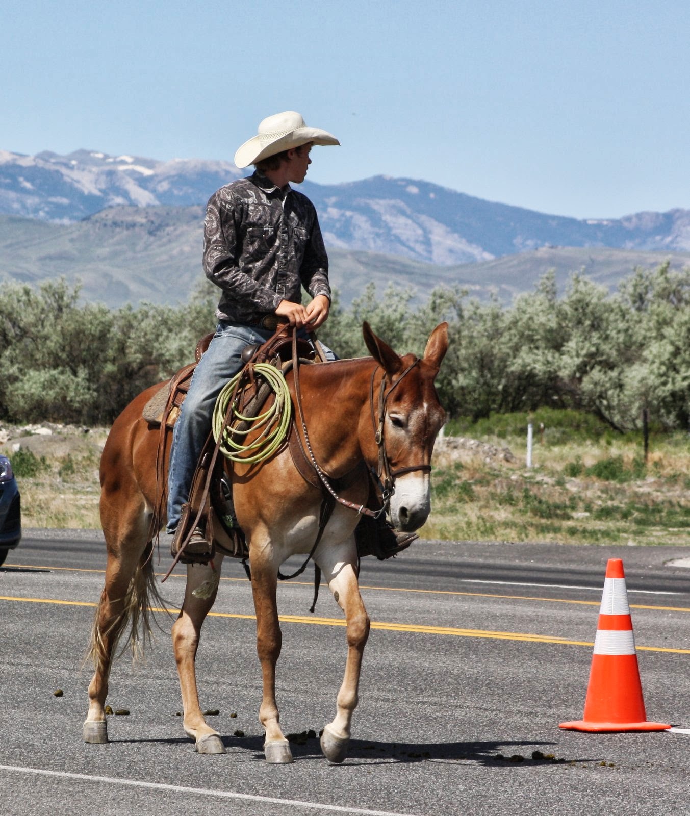 Jake Clark Mule Days 2025 Adrea Ardella